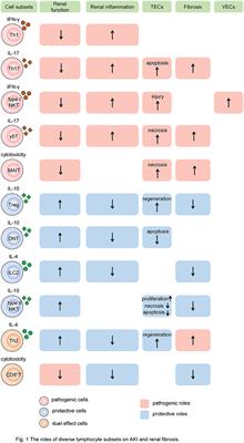 Lymphocytes: Versatile Participants in Acute Kidney Injury and Progression to Chronic Kidney Disease